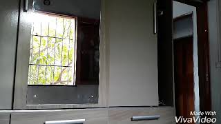 Parinho Tenta Par Pelo Reflexo Do Espelho Pensando Que Há Outra Árvore Do Outro Lado