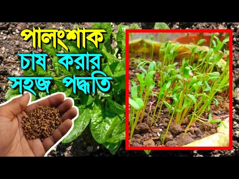 ভিডিও: কীভাবে চা পার্টির জন্য টেবিল সেট করবেন (ছবি সহ)