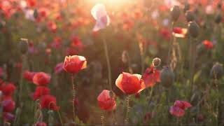 D&J Luxe: Golden Hour Poppy Field at Sunset | Warm Relaxing Flower Meadow 🌅 Deep Sleep & Calm screenshot 5