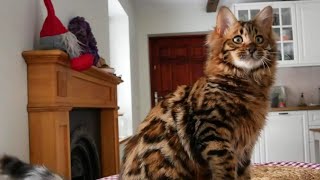 Persilangan kucing Bengal dan kucing Persia siapa sangka?