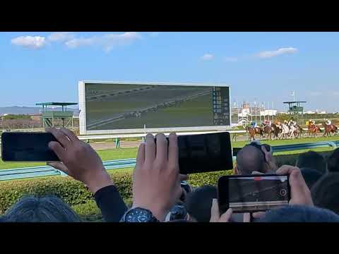 2023阪神大賞典(GⅡ)ゴール前現地映像