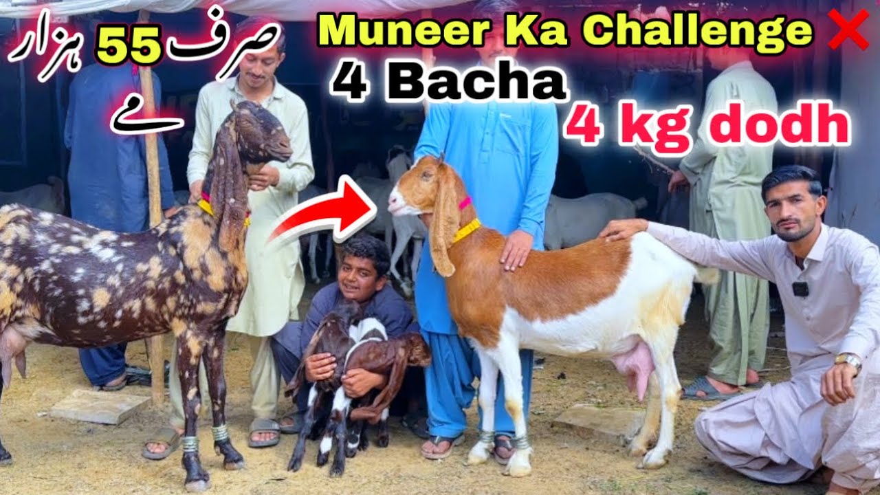 Muneer Goat Farm Dodh Wali & Bacho Wali Bakriyan 🚨 Qurbani 2026 Ka Shoq | Orangi Town Bakar Mandi 