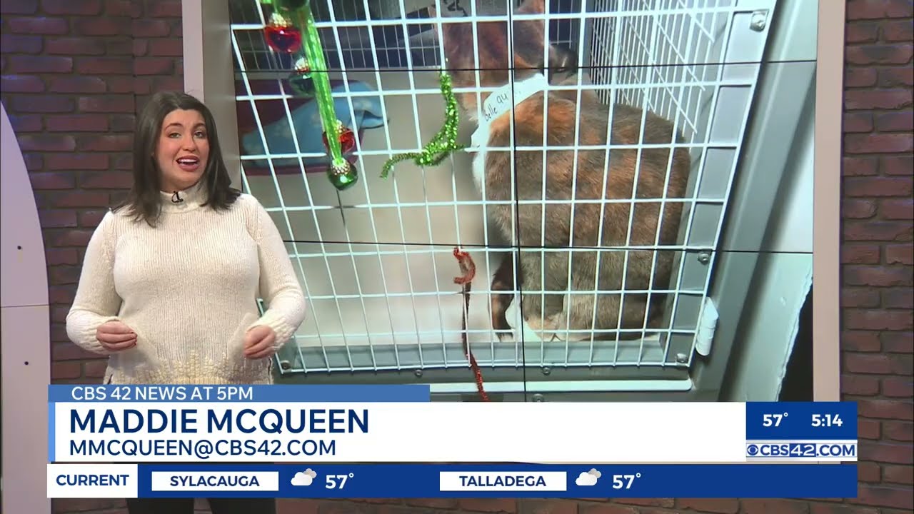 Shelby Humane fosters out all dogs for 4-day weekend