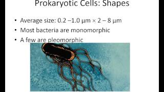VandePol Microbiology BHCC Ch 4 part 1a- Prokaryotic Cell structure   20150208
