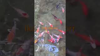 Ikan koi ikan hoki
