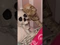 Little girl sleeps with her skeletons