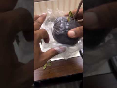 تعقيل البشام    اكسبلور   