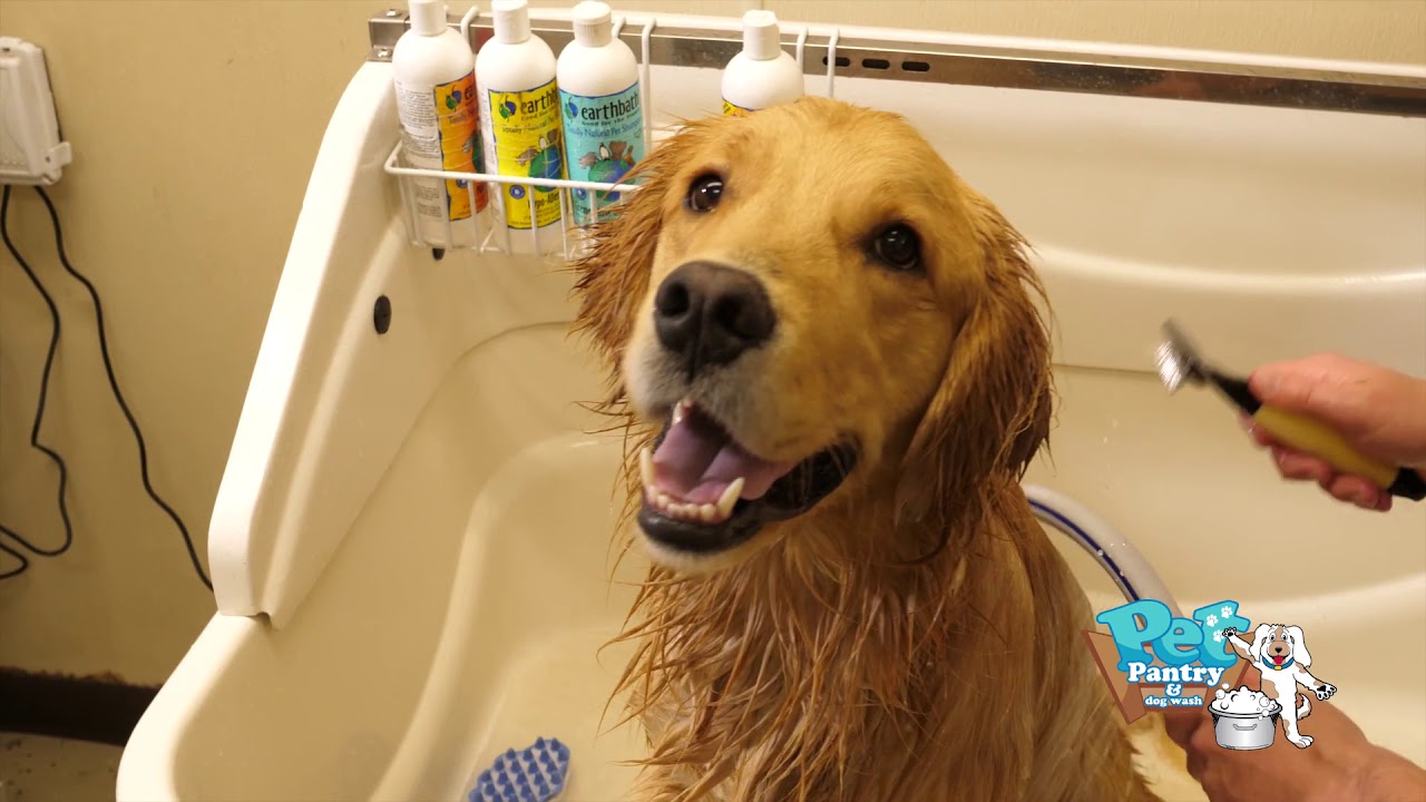 Pet Pantry and Dog Wash with Earthborn - YouTube