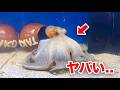 タコに◯◯を与えるとスゴい...