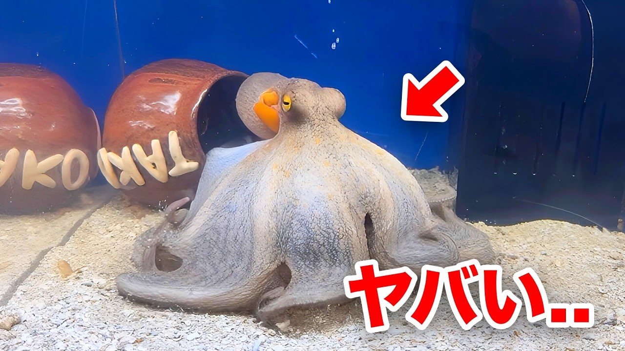 ☆　タコタコ様│イオ-ヌソープ２ ＋エマルジョン２ Giving octopuses ______ is amazing - YouTube