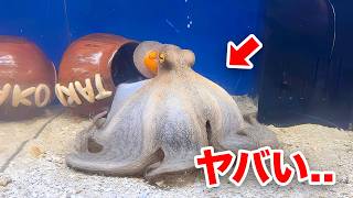 タコに◯◯を与えるとスゴい...