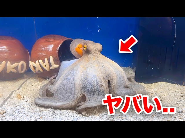 Giving octopuses ______ is amazing - YouTube Giving octopuses ______ is amazing - YouTube