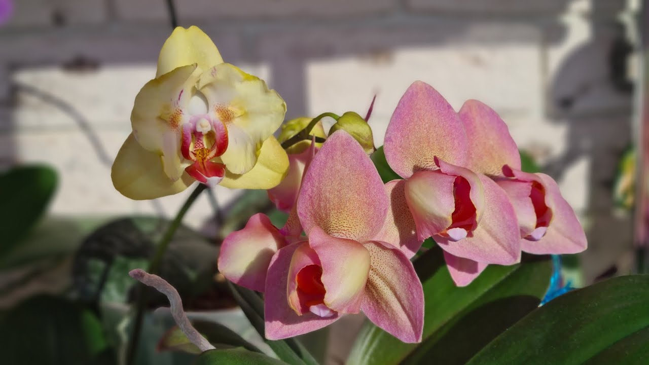 Цветение подростков орхидей🏵 Орхидеи бабочки🦋 и не только! Лиодоро ...