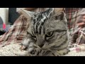 キョロキョロしたりウトウトしたりで忙しい猫のクレアさん #cats