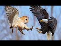 Búho vs Águila - Las Peleas de Animales Salvajes más EXTREMAS - Wild Animals  - Mundo Salvaje 2020