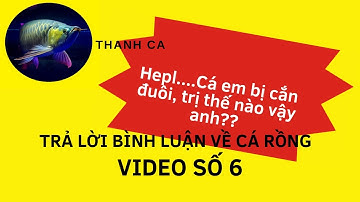 TRẢ LỜI BÌNH LUẬN - VIDEO SỐ 6: CÁ RỒNG CẮN ĐUÔI TRỊ THẾ NÀO?