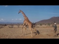 view Tracking Giraffes in Kenya digital asset number 1