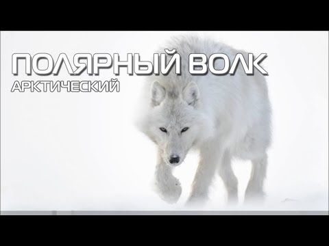 Video: Polarni volk: opis, habitat, fotografija