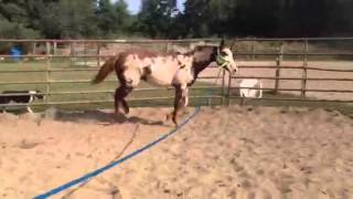 Only krymsun yearling