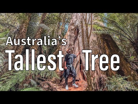 I Found Australia’s Tallest Tree