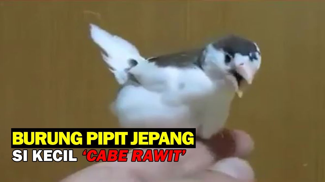 Burung Pipit Jepang Emprit Jepang Si Kecil Cabe Rawit YouTube