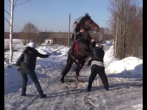 На что смотреть при покупке лошади.