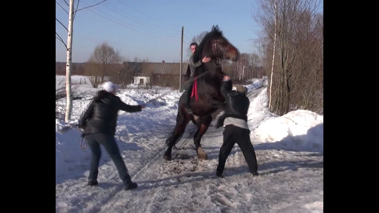 На что смотреть при покупке лошади.