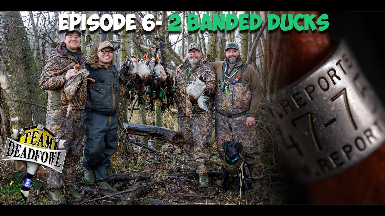 Two BANDED ducks from TWO different states