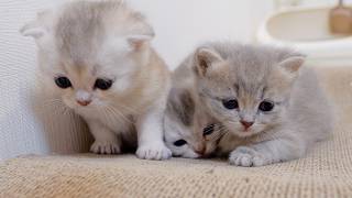 The Kitten That Tries Its Best To Climb Onto The Bed And Then Runs Out Of Energy Is Adorable.