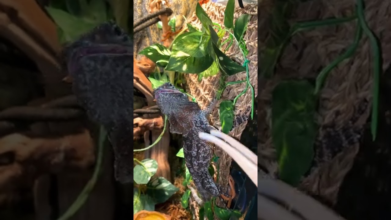 Feeding Frilled Dragon 