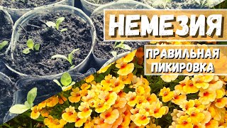 Пикируем красавицу Немезию букетным способом.