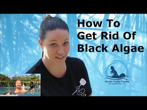 How to Get Rid of Swimming Pool Algae