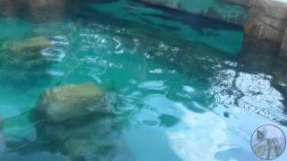 The Grand Reef at Discovery Cove
