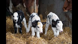 Koe Zwaantje 12 uit Hengelo bevallen van een drieling