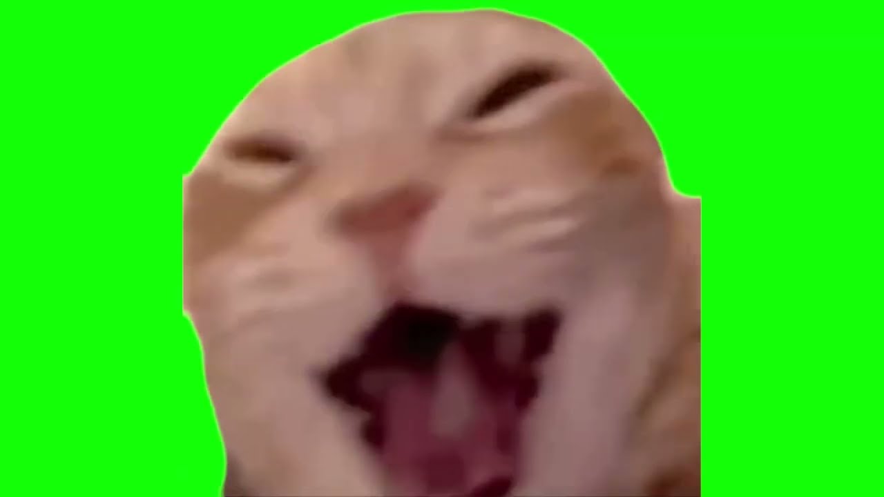 Green Screen Laughing Cat Meme