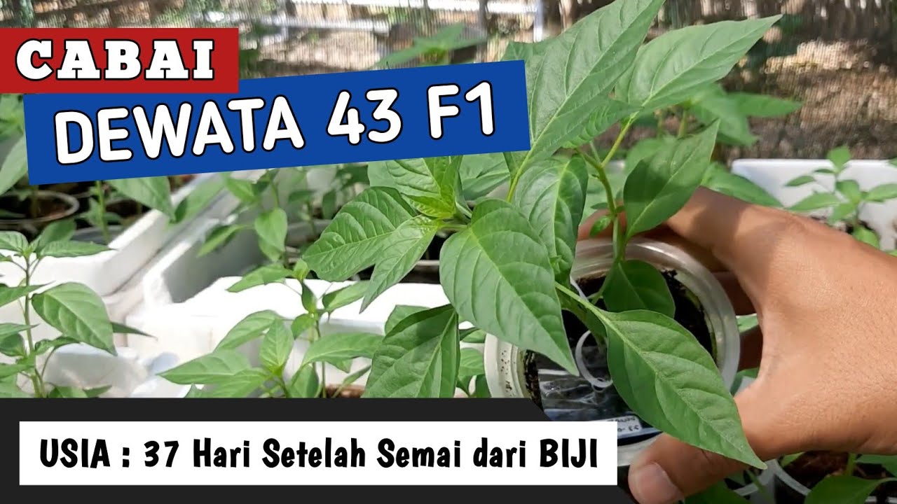 37 HSS | Cara Menanam Cabe Rawit (Dewata 43 F1) dari BIJI - PANEN 