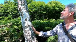 Tree Bark Music - SILVER BIRCH