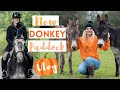 New Donkey Paddock, Plaiting + Polework with Joey | Barn Vlog | This Esme