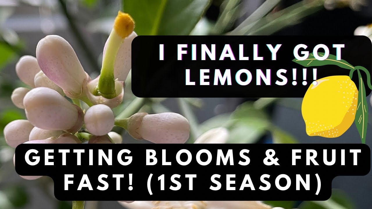 How I Forced my new Meyer Lemon to bloom and fruit in one season