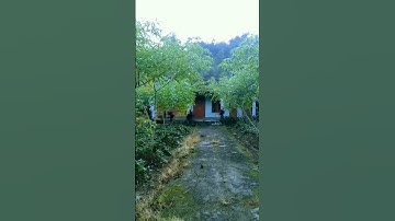 Rumah Mbah Marto Di Tengah Kebun Singkong, Asri Sekali #shorts