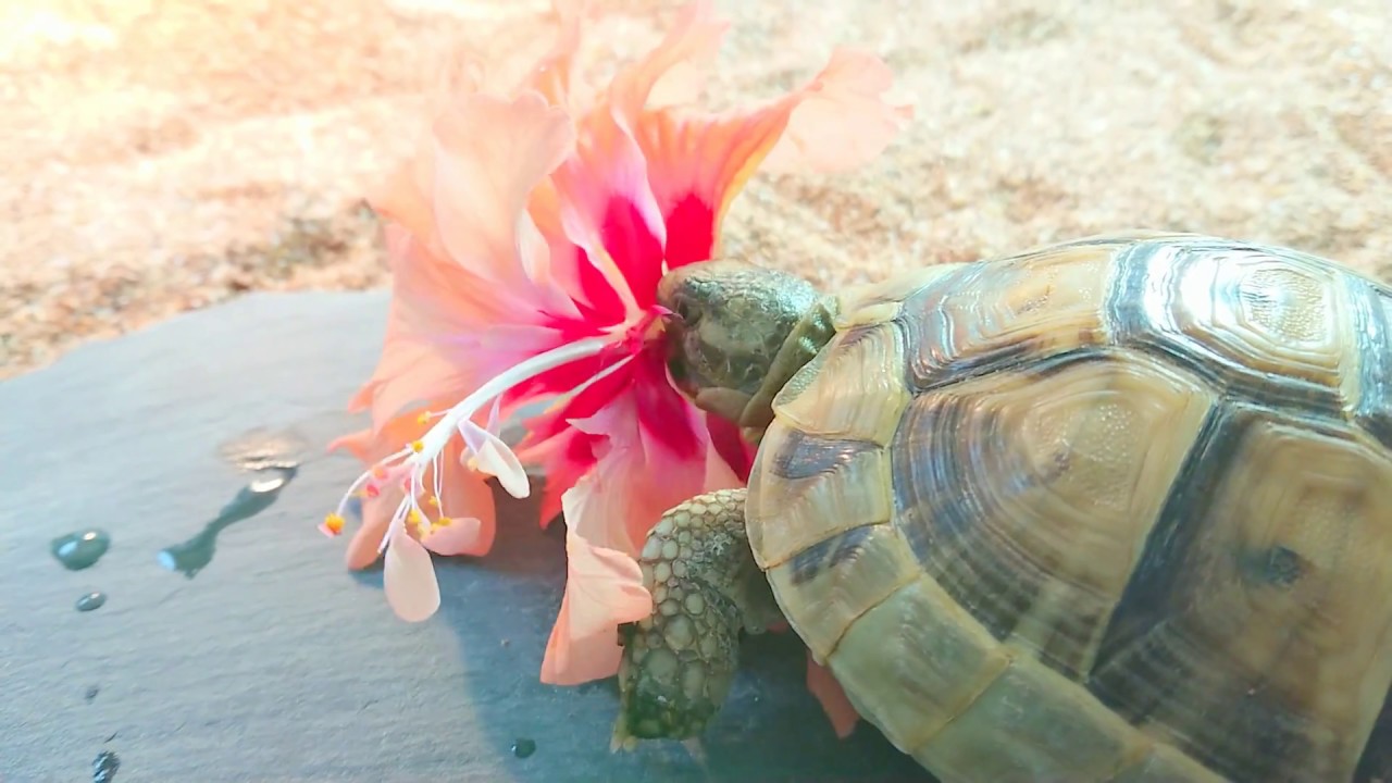 【ハイビスカス】を食べるギリシャリクガメ Tortoise eat Hibiscus YouTube