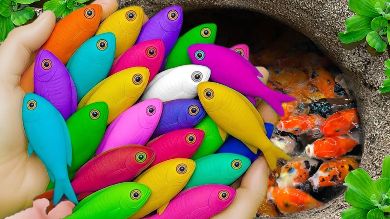 Catch beautiful aquarium fish in small pond baby turtles, eel, blu guppy, koi, pacman frog, tadpole🐠