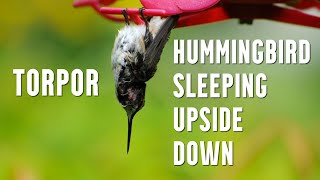 Hummingbird Sleeping Upside Down  Learn About Torpor