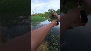 Test mồi câu lure lóc #fishing #caucathugian #caucaloc
