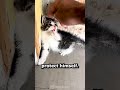 This Kitten Was So Scared Until He Showed Up... #cute #shorts
