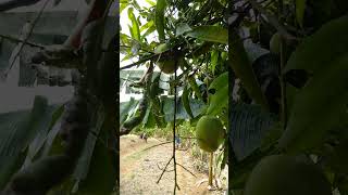 Download Lagu Pentil Pelem MP3