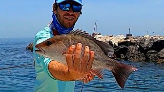Insane! Limited Out In 14 Minutes On Mangrove Snapper At Skyway Bridge Rocks!