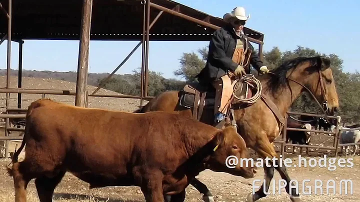 Feedlot video