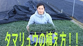 リュウノヒゲとタマリュウの違い 豆知識あり Youtube