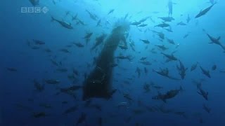 Planet Earth 11of11 Ocean Deep